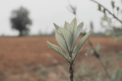 Close-up of dry leaf on field
