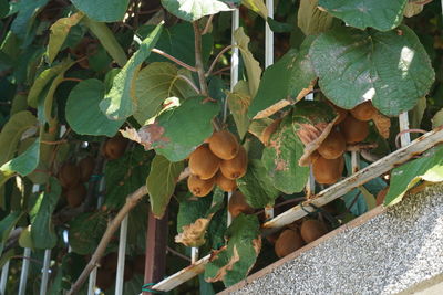 High angle view of fruits growing on tree