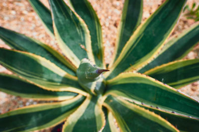 Close-up of succulent plant