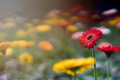 Close-up of yellow flowering plant