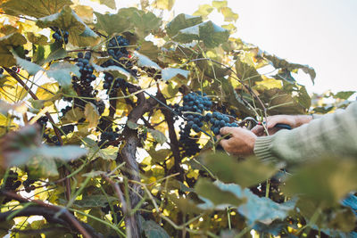 Cropped hands of farmer cutting grapes in vineyard