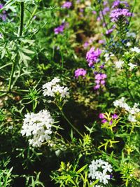 Close-up of flowers blooming outdoors