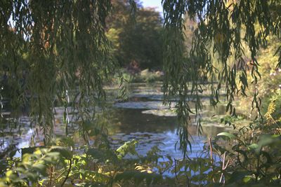 Scenic view of lake in forest