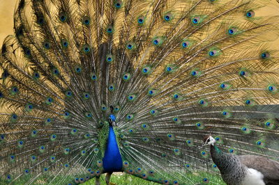 Close-up of peacock