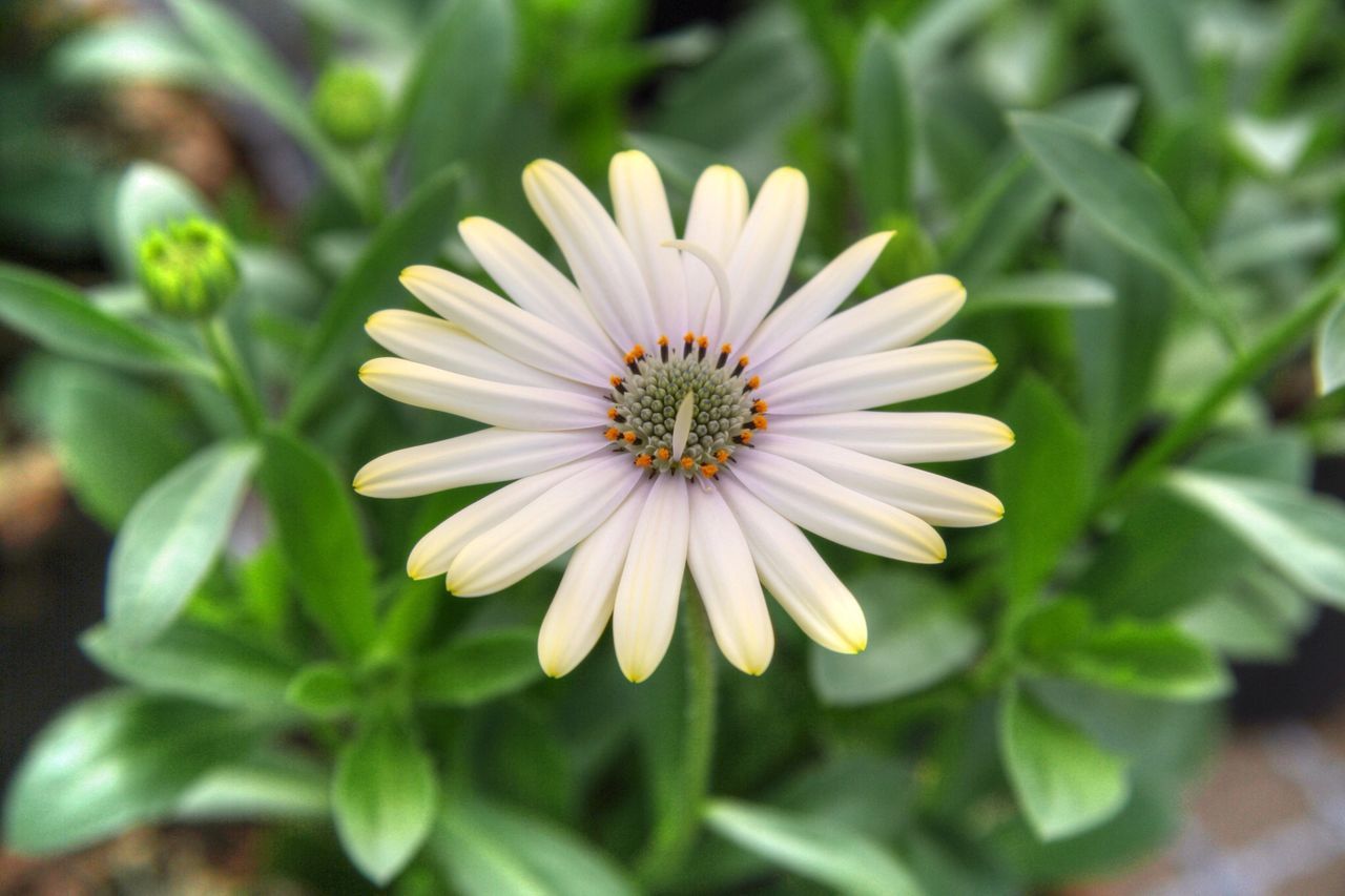 flower, freshness, petal, flower head, fragility, growth, beauty in nature, close-up, pollen, blooming, focus on foreground, single flower, nature, plant, white color, in bloom, daisy, high angle view, leaf, day