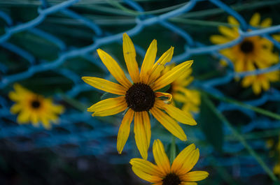 Close-up of yellow flower