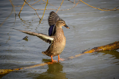 Female mallard duck flapping wings on a lake. 