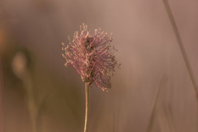Close-up of wilted plant