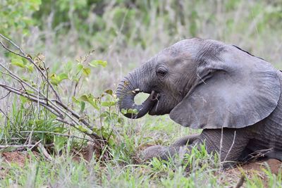 Close-up of elephant eating grass on field