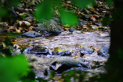Stream flowing through rocks in forest
