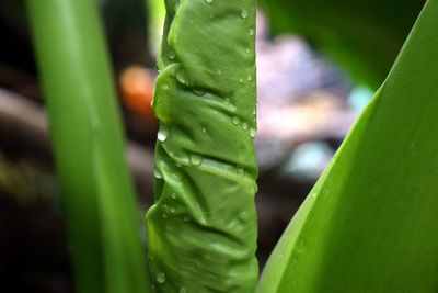 Close-up of wet plant leaves