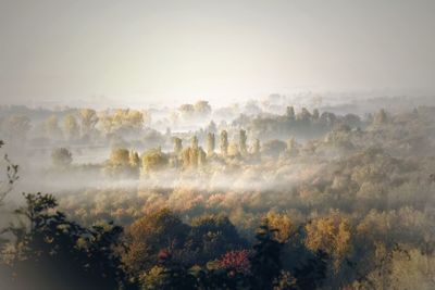 Trees on landscape against sky