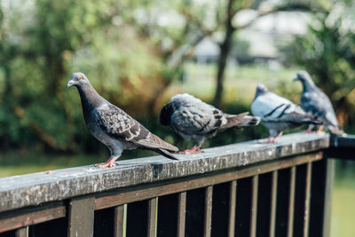 Birds perching on railing