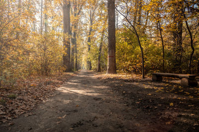 Dirt road amidst trees in forest during autumn