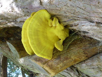 Close-up of yellow leaves