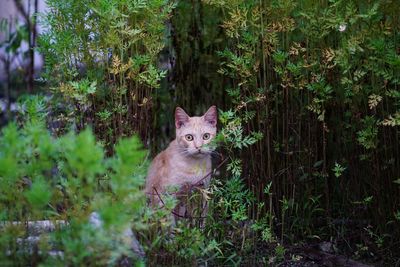 Portrait of cat amidst plants