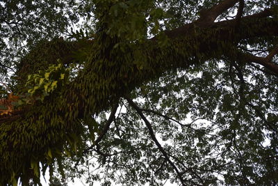 Low angle view of trees in forest against sky