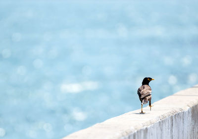 Bird perching on retaining wall