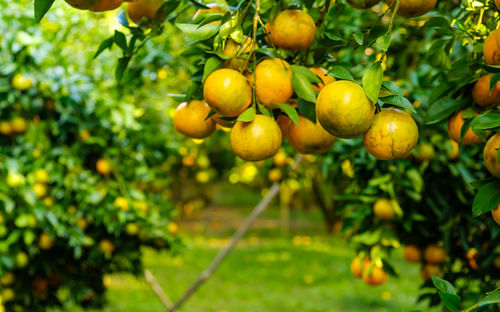 Fruits growing on tree