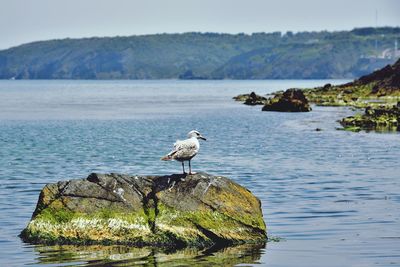 Bird perching on rock by sea against sky