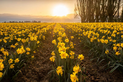 Yellow flowers growing on field during sunset