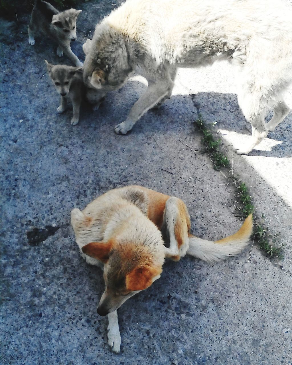 animal themes, one animal, high angle view, street, mammal, domestic animals, dog, pets, wildlife, animals in the wild, road, sunlight, full length, outdoors, day, shadow, stray animal, sidewalk, sand, ground