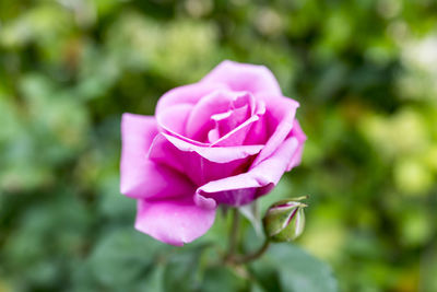 Close-up of pink rose