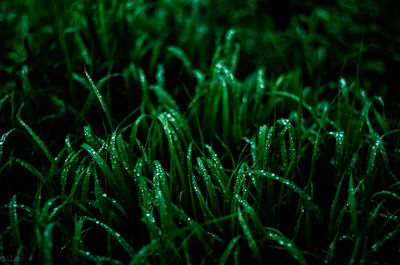 Dew drops on grass