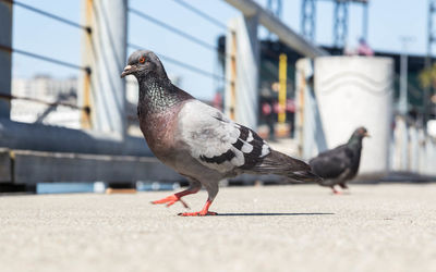 Close-up of pigeon