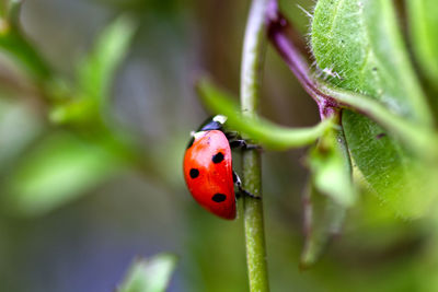 Close-up of ladybug on plant