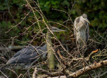 Close-up of a bird perching on branch