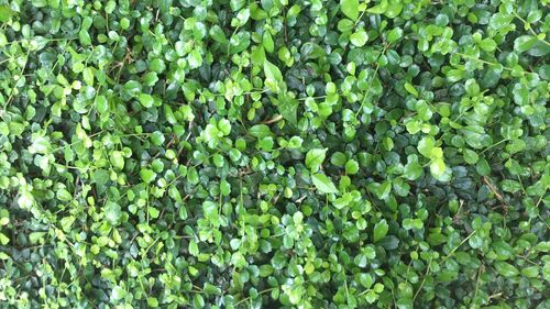 Full frame shot of green leaves