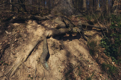 Full frame shot of trees on beach