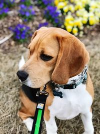 Close-up of dog on field