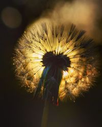 Close-up of dandelion flower