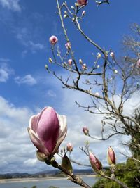Close-up of pink flowering plant against sky