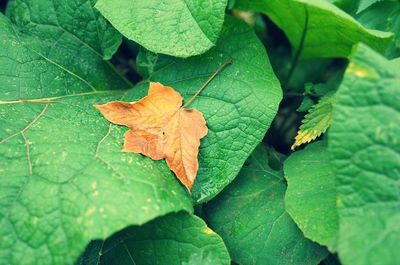 Close-up of maple leaves on leaf