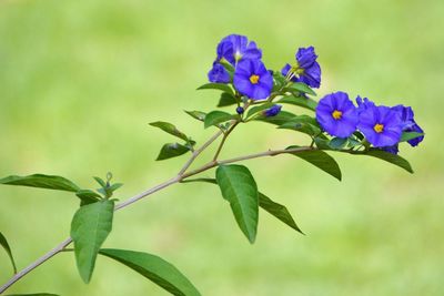 Close-up of plant against sky