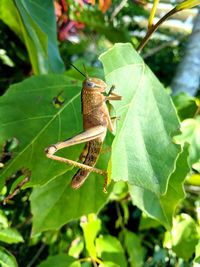 Close-up of insect on leaf