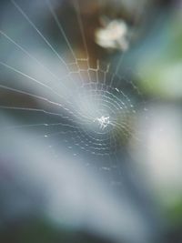 Close-up of spider web