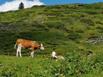 Cows grazing in a field