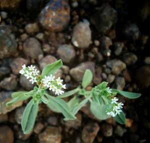 Close-up of plant growing on plant