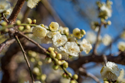 Close-up of cherry blossom on tree