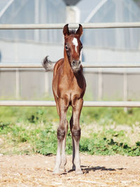 Portrait of horse standing outdoors