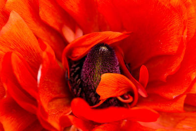 Close-up of red rose flower