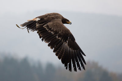 Close-up of eagle flying against sky