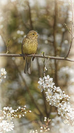 Close-up of bird perching on cherry tree