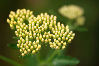 Close-up of flowering plant