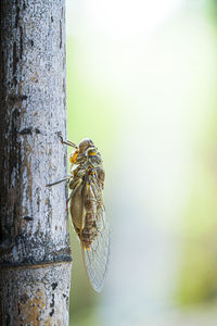 Close-up of butterfly on tree trunk