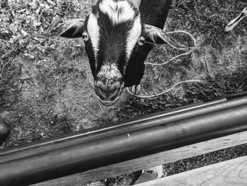 Close-up portrait of cow